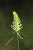 Spiked Rampion _MG_1435